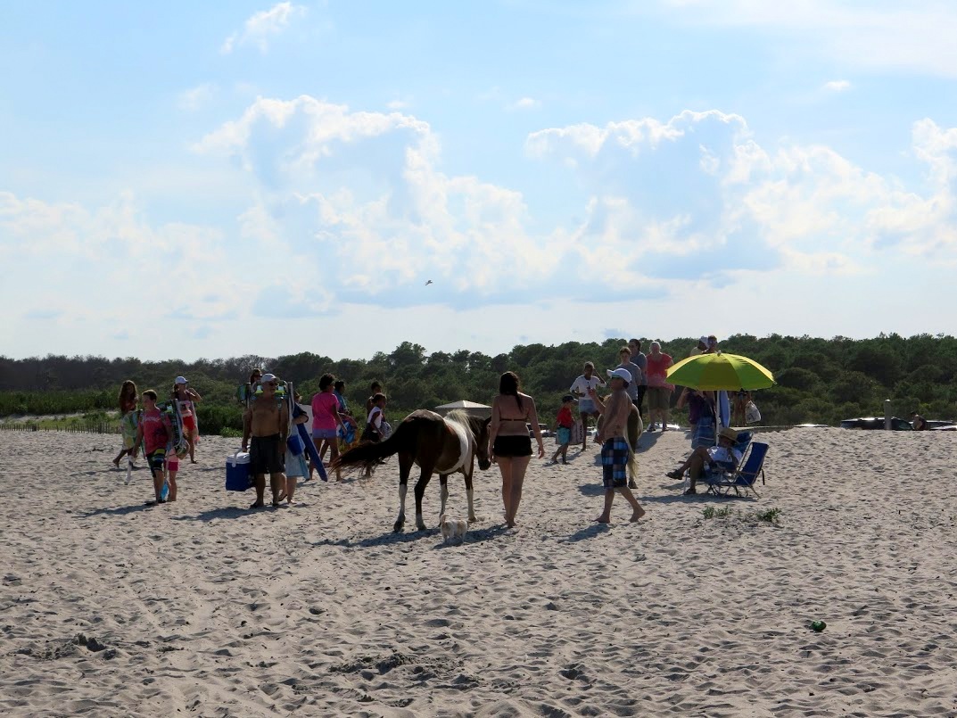 Assateague Island National Seashore
