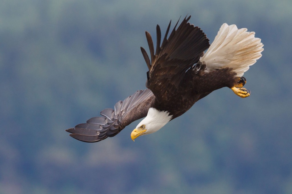 Recovery of the Bald Eagle Conservation Success of the 20th Century