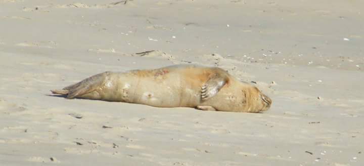 Photographs by Seal Steward Tim Romberger