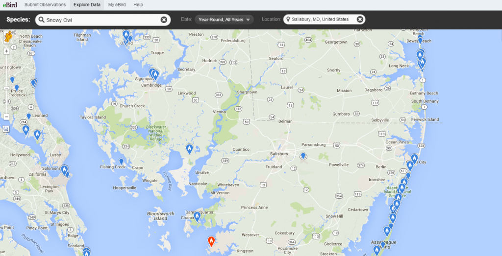 Map of the Snowy Owl population on Delmarva from eBird.