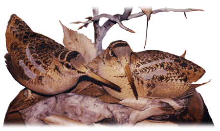 Woodcock Pair, 1977