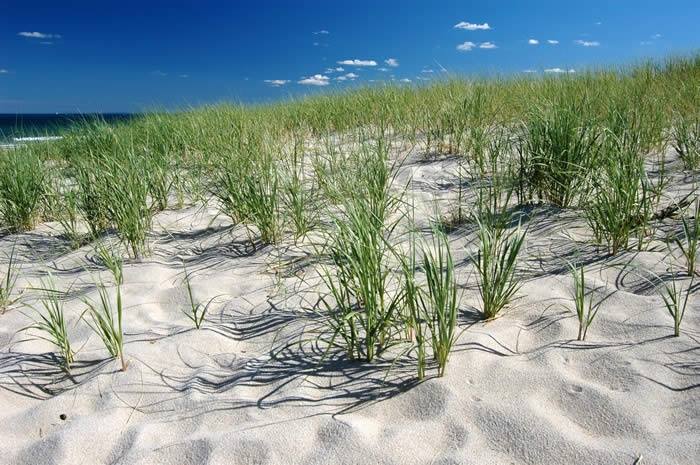Plan on Planting: Delaware Beach Event to Enhance Environment Plan on Planting: Delaware Beach Event to Enhance Environment