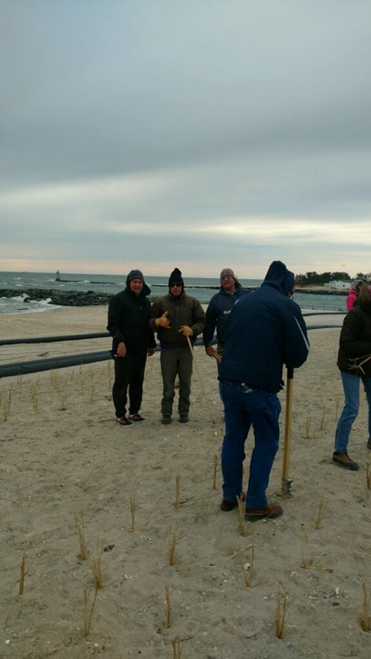 Beach Grass Planting (Courtesy: Kevin Chandler)