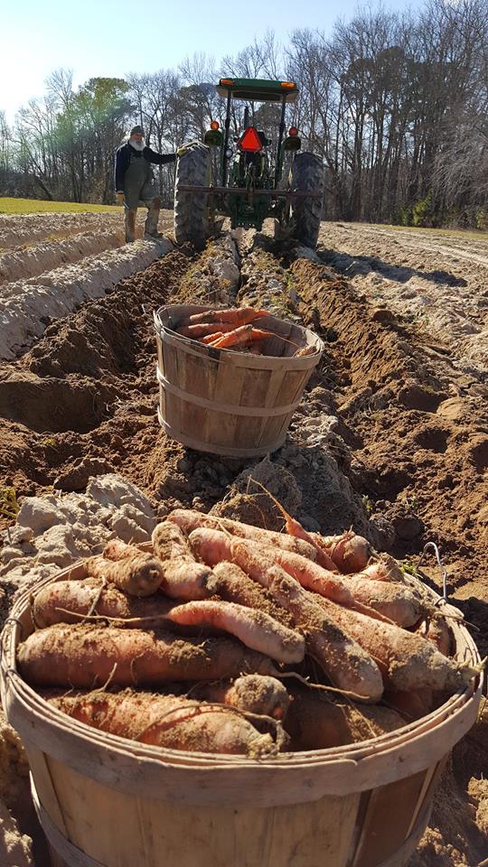 Camden Avenue Farmers Market Offers Fresh Produce Every Tuesday in