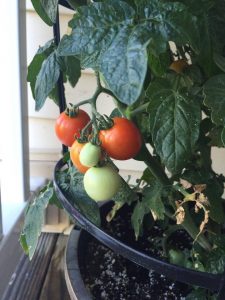 Tomatoes in Sean's vegetable garden