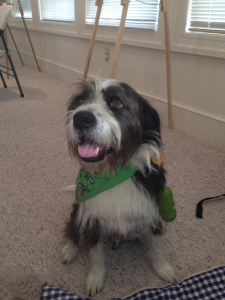 "Bo" is a trained therapy dog in the "PAWS for Reading" program