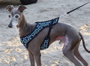 Coffee is an 8 year old Italian Greyhound. (Photo Credit: Paws of Tomorrow)