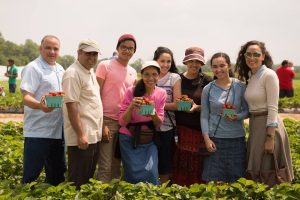A group picks strawberries through Fifer's U-Pick experience. (Photo Credit: Fifer Orchards)