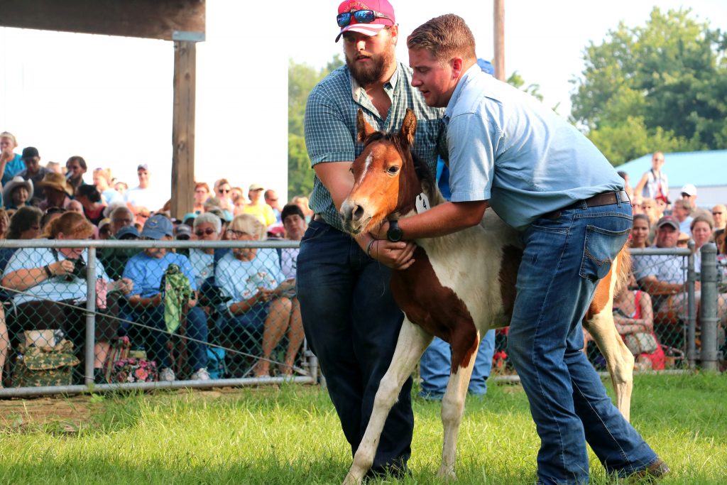 $151,575 Raised During Annual Chincoteague Fire Department Pony Auction $151,575 Raised During Annual Chincoteague Fire Department Pony Auction
