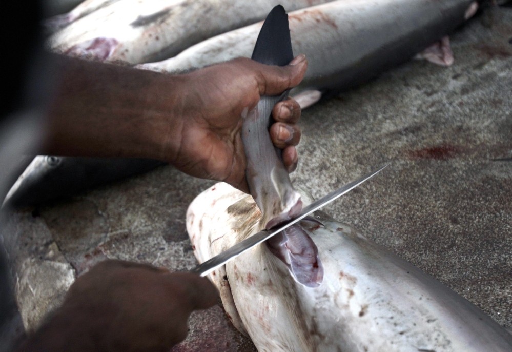 Rules on Shark Fin Removal at Sea Tightened Rules on Shark Fin Removal at Sea Tightened