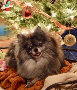 Rocky's first Christmas, by Darlene Wheatley who adopted Rocky after he was seized from a suspected puppy mill in Eden, Maryland.