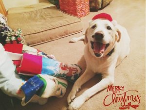 Merry Christmas, from Molly Kamp of Stevensville, Maryland.