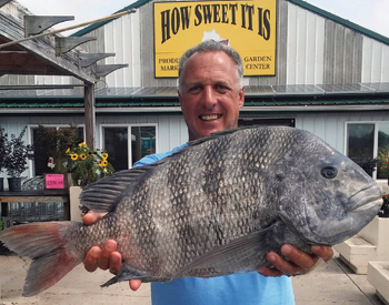 Deal Island Angler Catches State Record Sheepshead Deal Island Angler Catches State Record Sheepshead