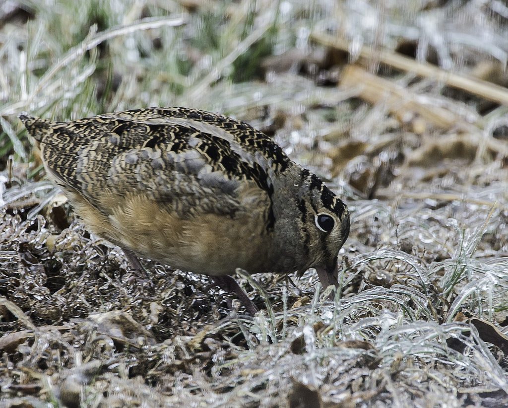 Maryland's Early Migratory Game Bird Hunting Seasons Announced