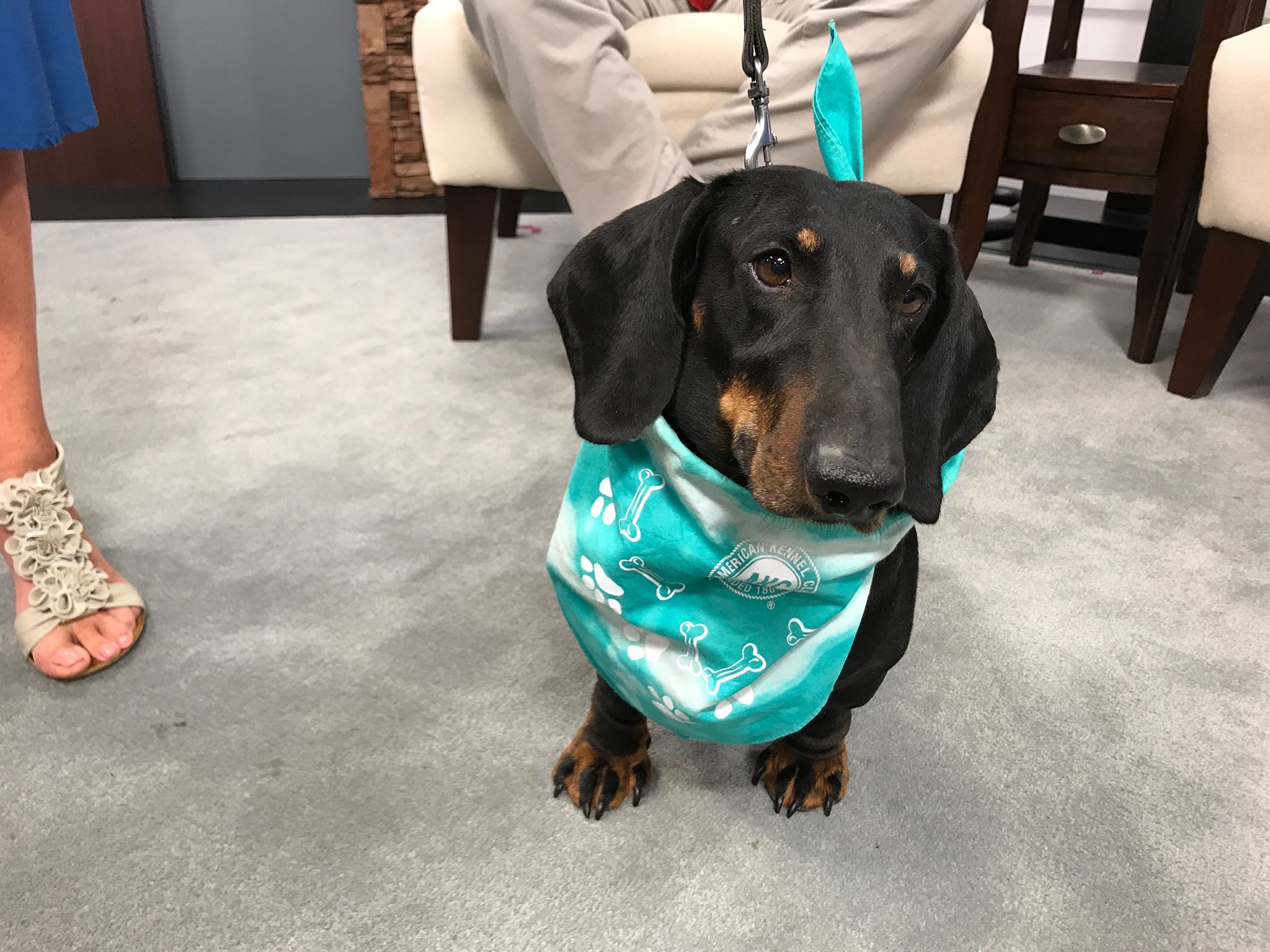 Salisbury Maryland Kennel Club’s Responsible Dog Ownership Day, Sept