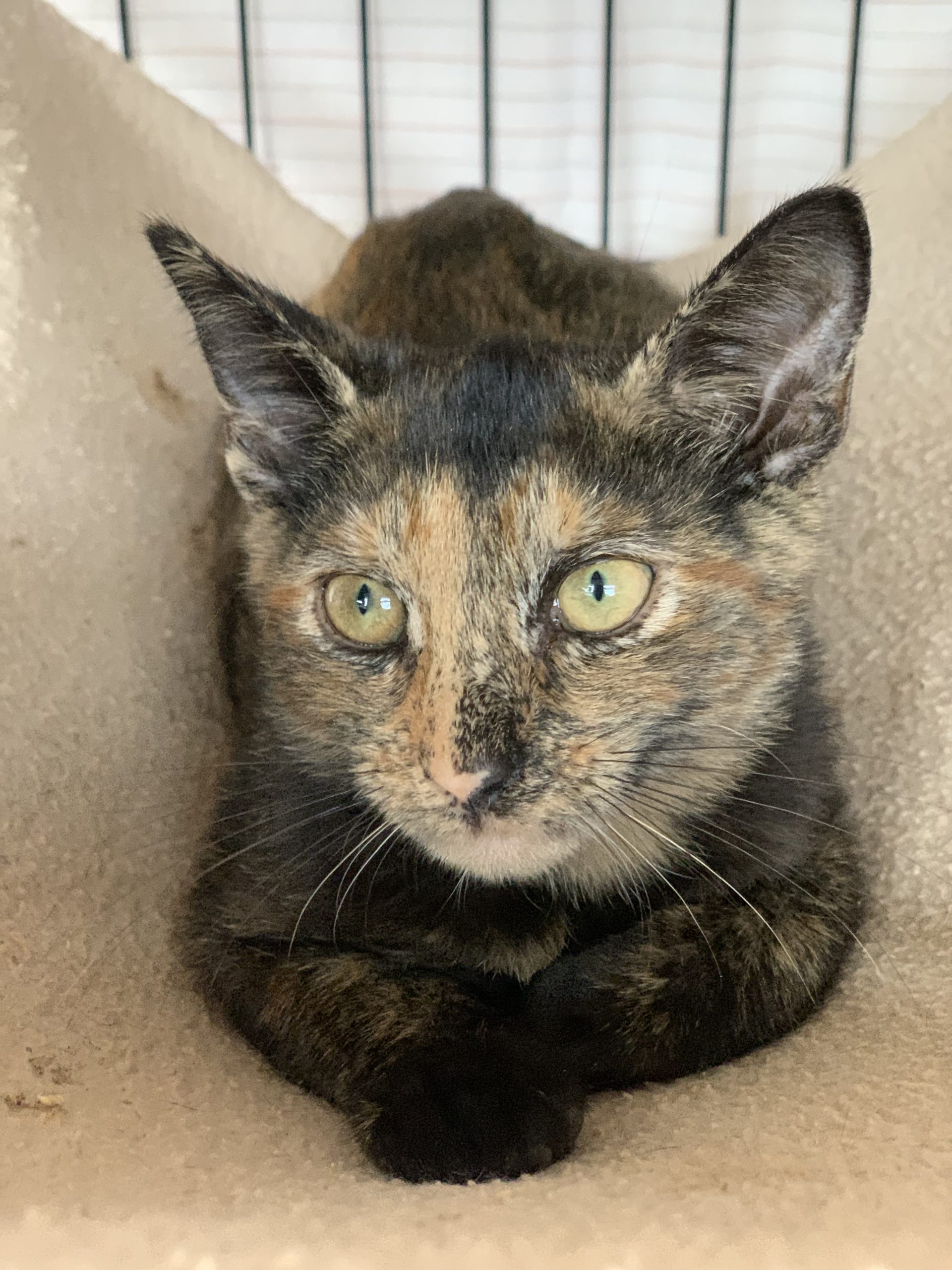Pet Connect – September 25, 2020