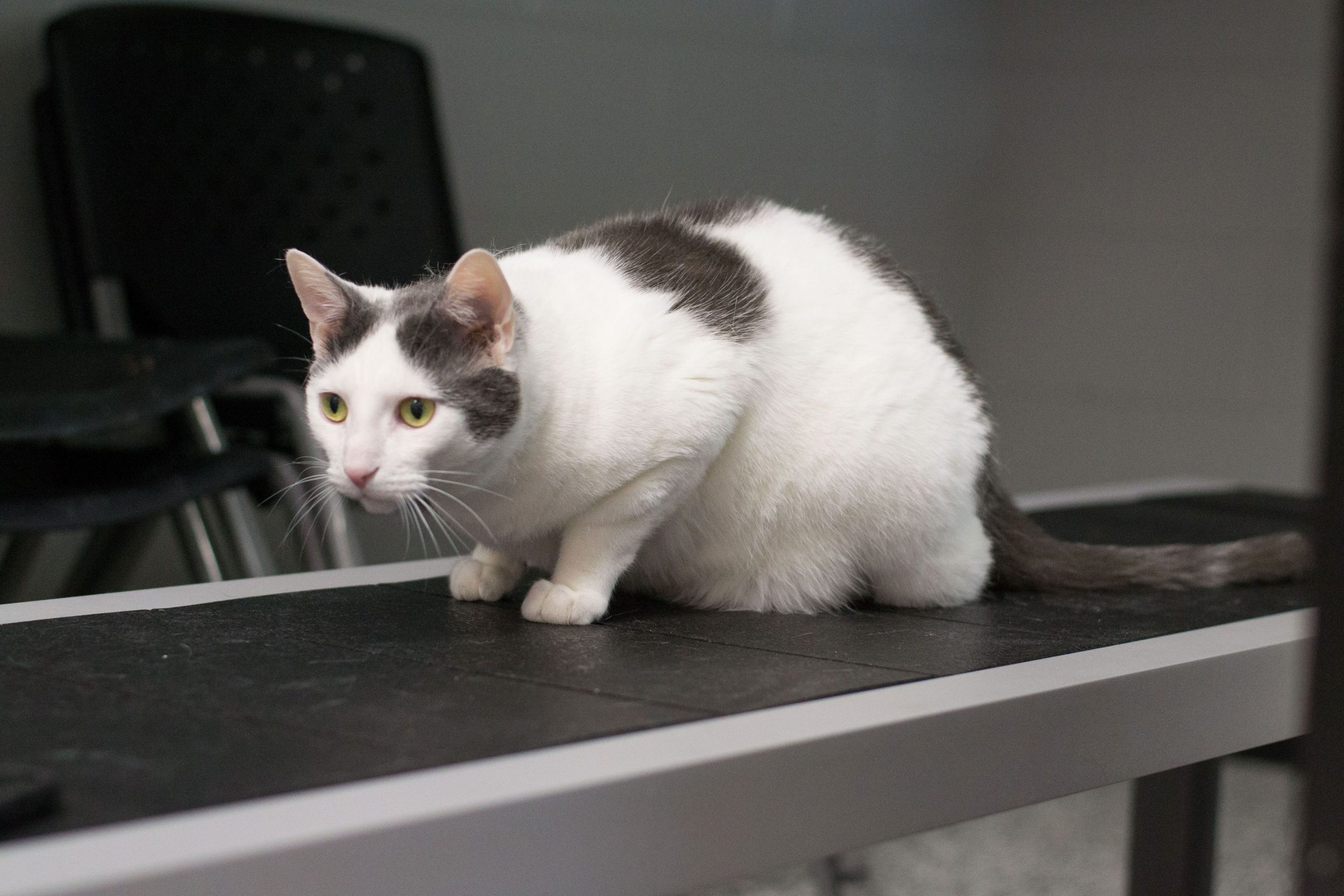 Pet Connect – November 6, 2020