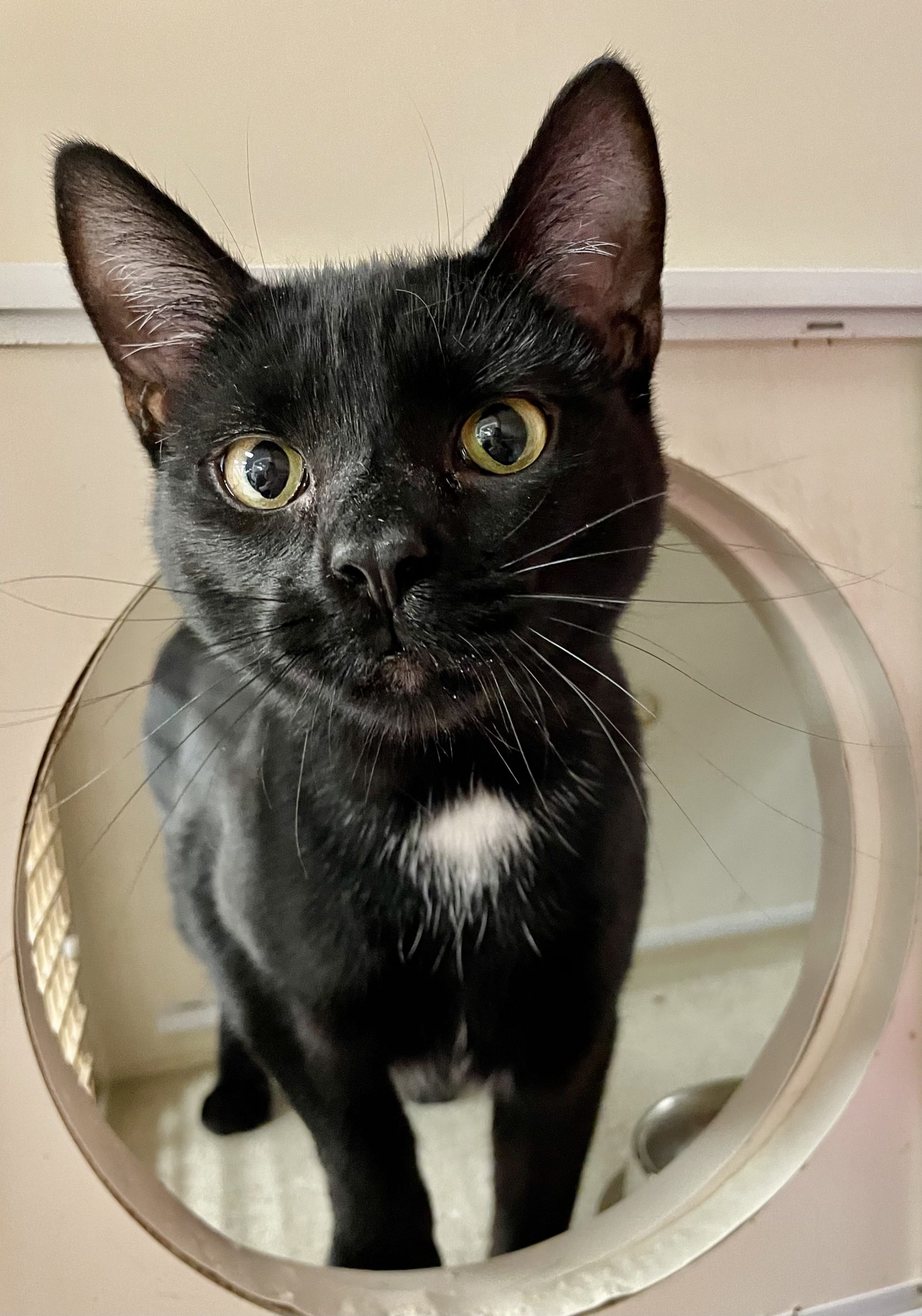 Pet Connect- March 1, 2021