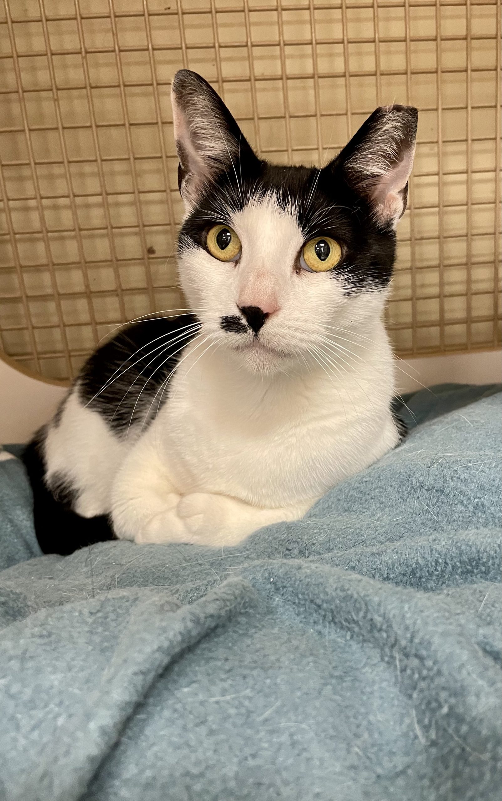 Pet Connect – August 6, 2021