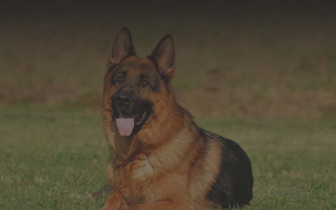 k9-bg