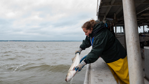 Regulations Issued for 2022 Chesapeake Bay Striped Bass Fishing Regulations Issued for 2022 Chesapeake Bay Striped Bass Fishing