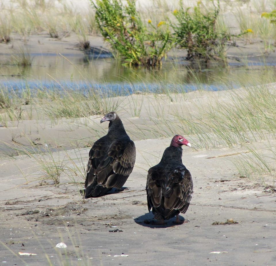 (Photo: Assateague Island National Seashore)