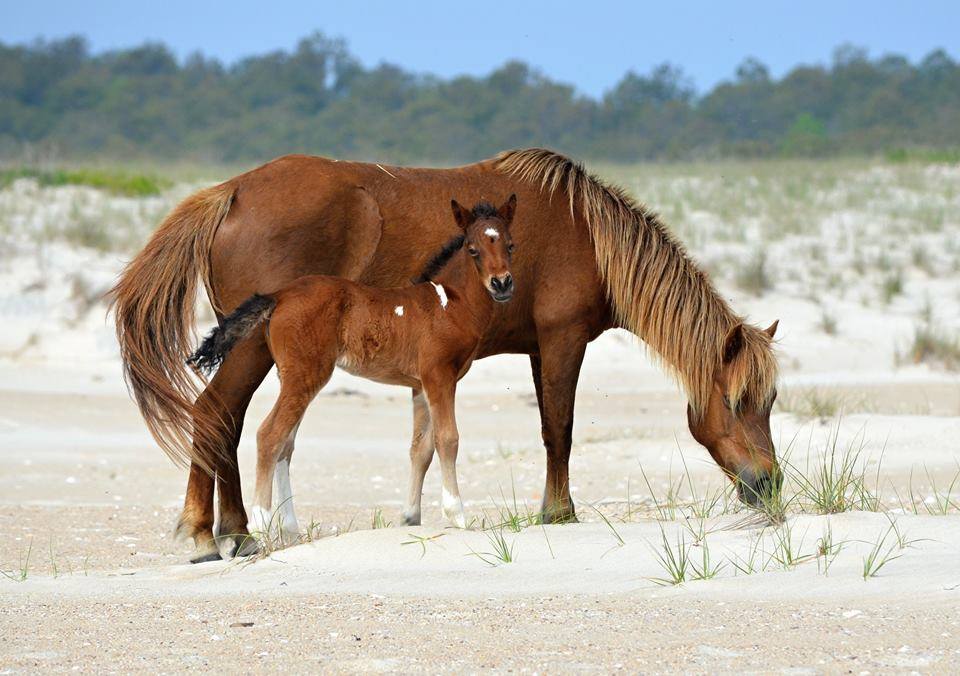 Photo: Assateague Island Alliance