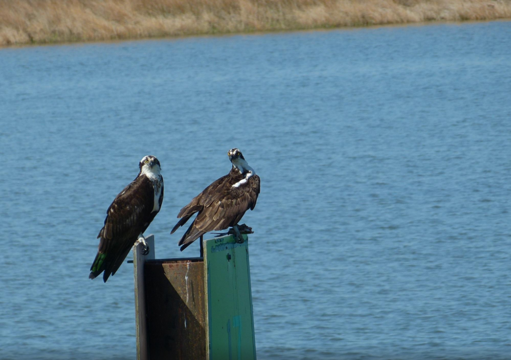 Photo by Calhu (Tripadvisor)